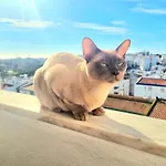 Stunning Room With Private Bathroom And Shared Balcony, Mainly With 3 Adorable Cats!